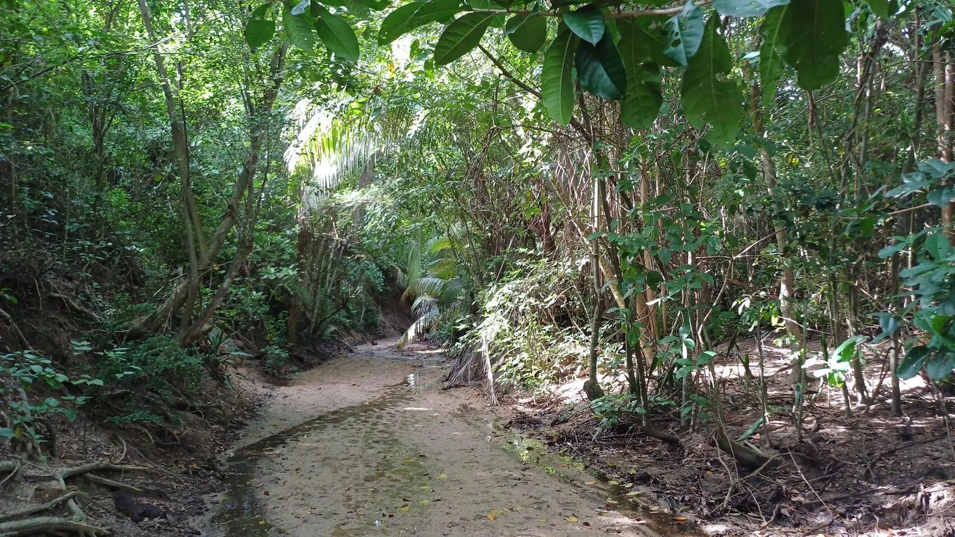 Rooster Run Glamping Camping Has Rooftop And Off The Ground Glamping Experience For 1 To 16 In A Single Tent And Views Of The Rain Forrest And To Culebra Across The Atlantic Ocean W Tents, Linens, Deluxe Air Beds, Warm Shower And More At A Great Pric Vieques 0*,